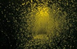 The Antlers – Burst Apart (2011)